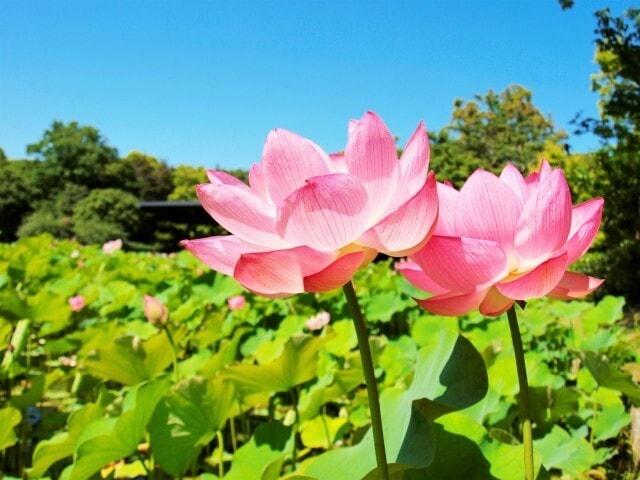 万博記念公園　早朝観蓮会2022