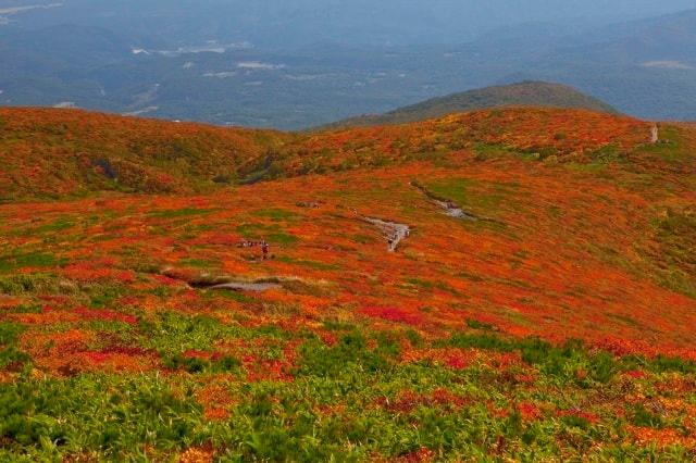 【紅葉・見ごろ】栗駒山
