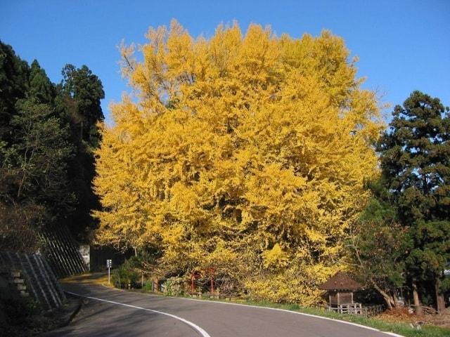 【紅葉・見ごろ】北金ヶ沢の大銀杏（日本一の大イチョウ）