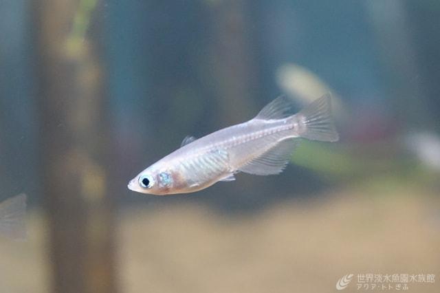 飼っている生き物を逃がさないで！逃がしたメダカが野生メダカの未来を奪う？