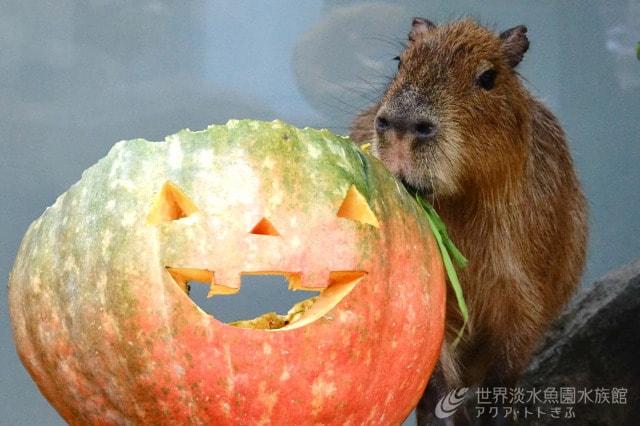 アクア・トト ぎふのドキドキハロウィン
