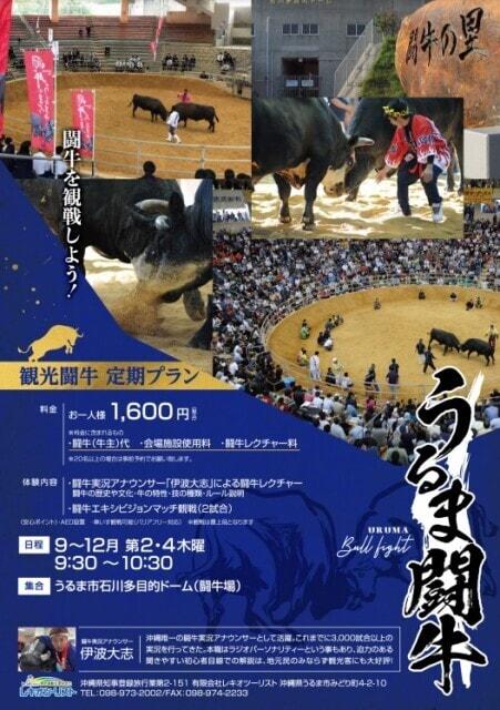 闘牛のまち うるま市 観光闘牛 定期プラン