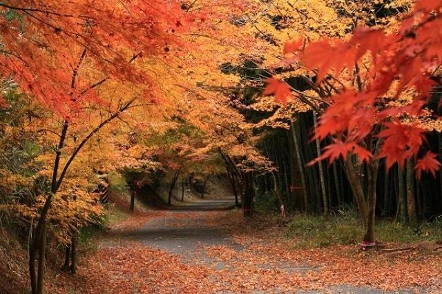 【紅葉・見ごろ】秋の小径