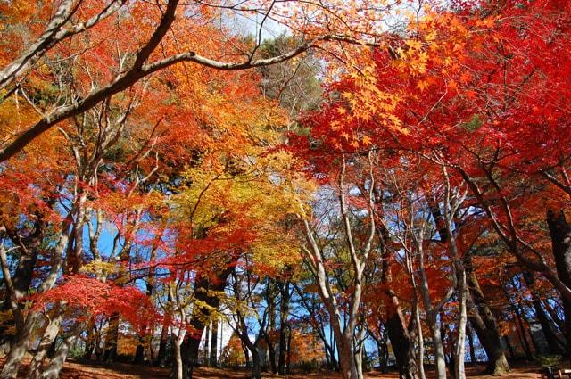 【紅葉・見ごろ】修善寺虹の郷