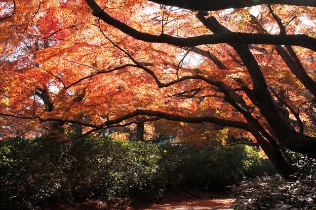 【紅葉・見ごろ】清水公園