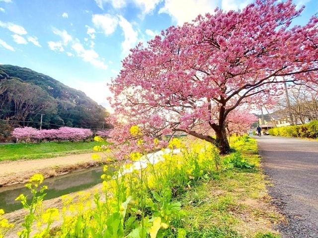 第25回　みなみの桜と菜の花まつり