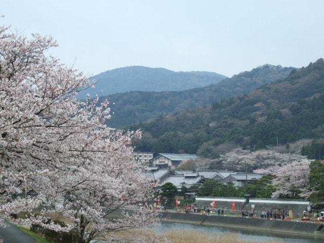 【桜・見ごろ】五十鈴川