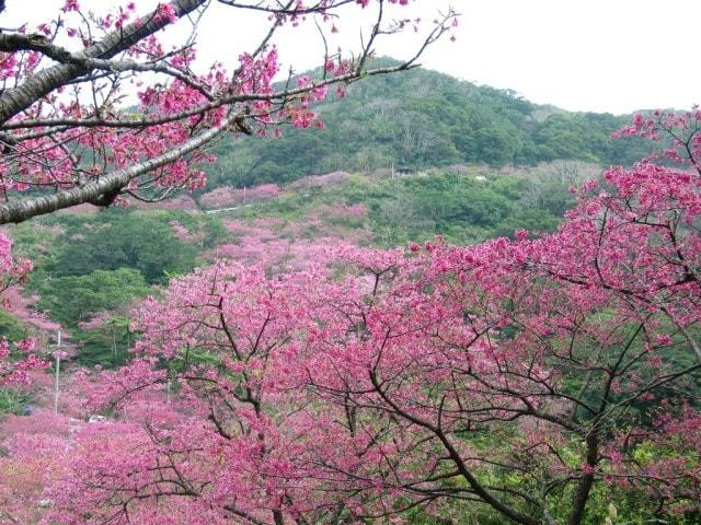 第45回もとぶ八重岳桜まつり