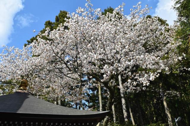 【桜・見ごろ】呑山観音寺