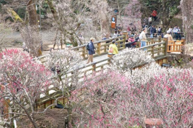 第79回熱海梅園梅まつり