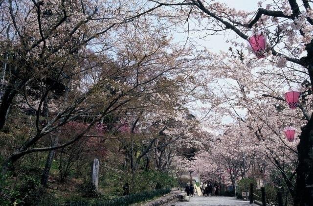 【桜・見ごろ】法多山尊永寺