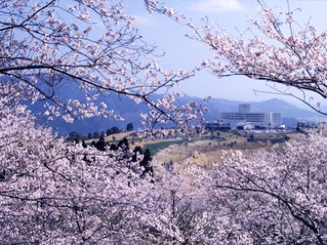 第24回花立公園さくらまつり