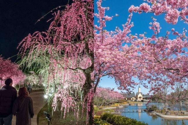 梅・しだれ梅・桜まつり