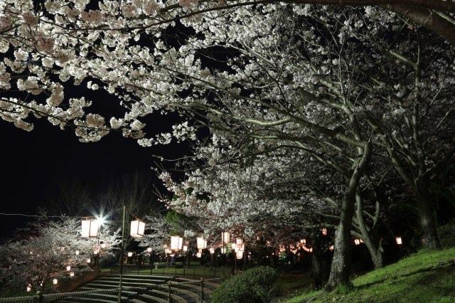 【桜・見ごろ】川棚町　城山公園