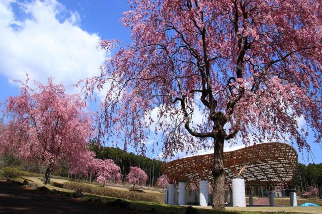 【桜・見ごろ】富士山樹空の森