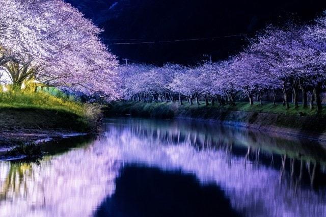 【桜・見ごろ】伊豆松崎町