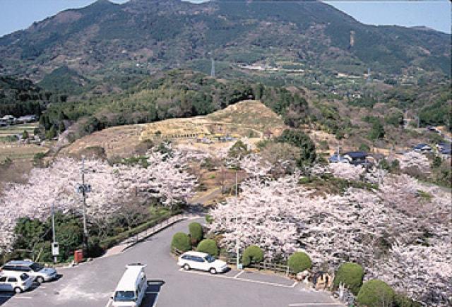 【桜・見ごろ】きたがた四季の丘公園