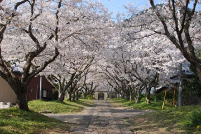 【桜・見ごろ】円応寺