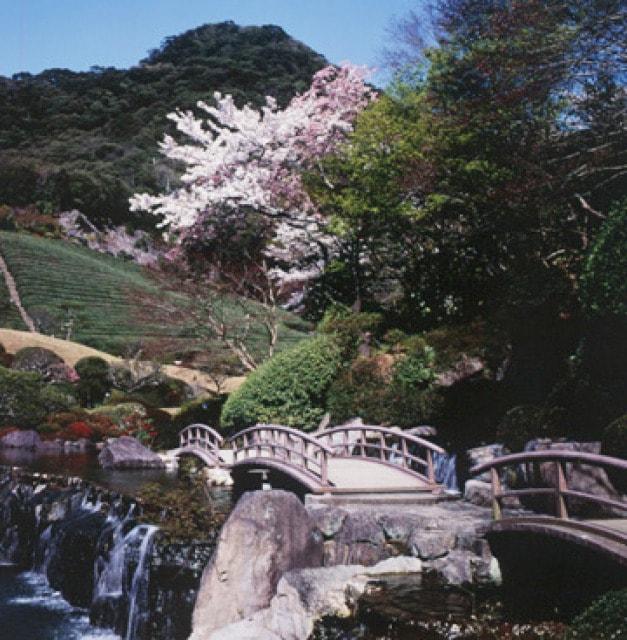 【桜・見ごろ】慧洲園