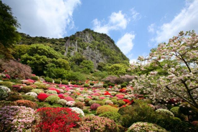 【桜・見ごろ】御船山楽園