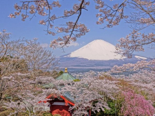 【桜・見ごろ】平和公園
