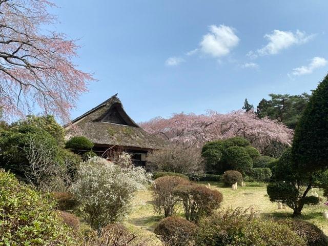 【桜・見ごろ】秩父宮記念公園