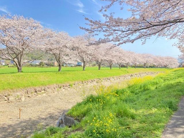 【桜・見ごろ】草場川の桜並木