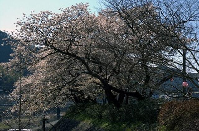 【桜・見ごろ】お吉ヶ淵