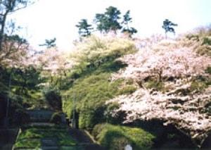 【桜・見ごろ】下田公園