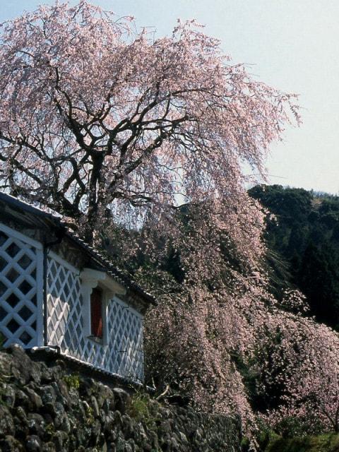 【桜・見ごろ】深根城址