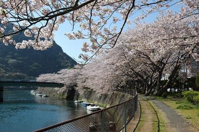 【桜・見ごろ】本郷公園