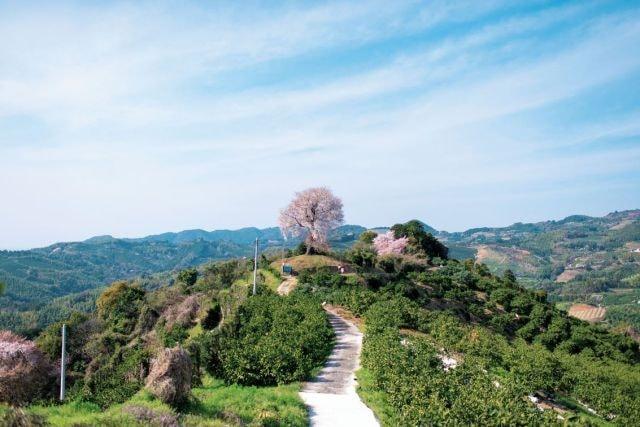 【桜・見ごろ】平家五大山桜