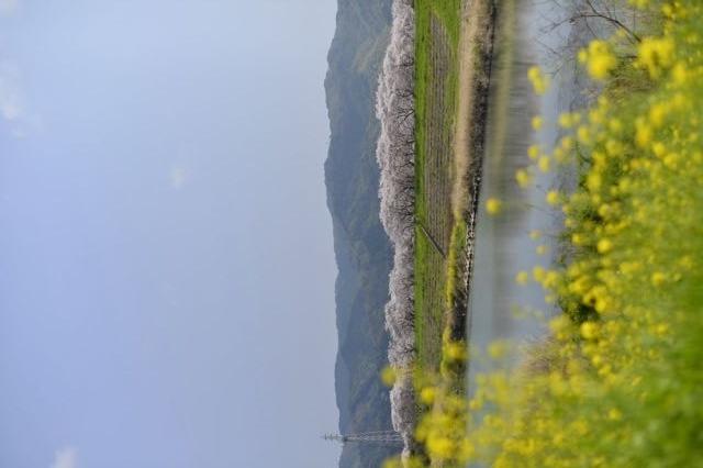 【桜・見ごろ】新船小屋堤防桜並木