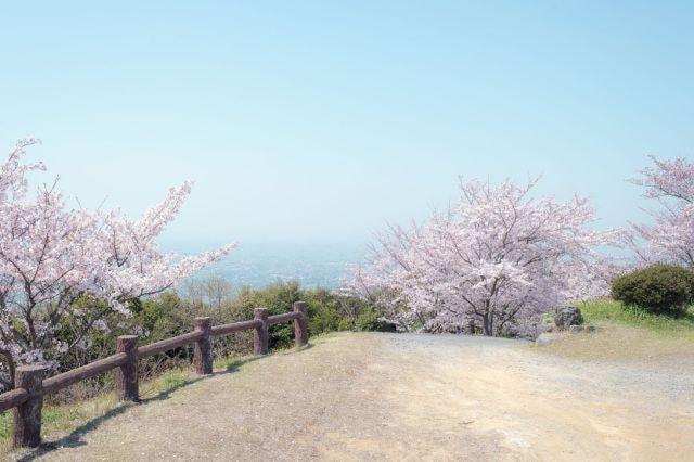 【桜・見ごろ】清水公園