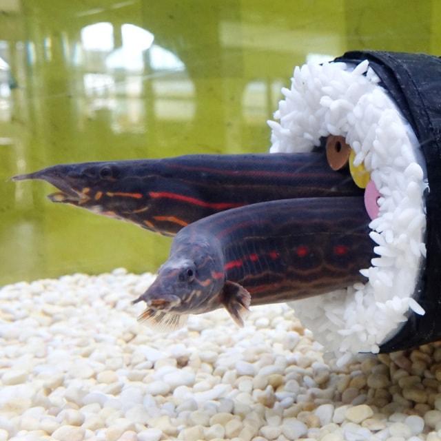 テーマ水槽「うなぎのぼりの恵方巻」