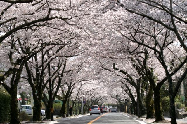 【桜・見ごろ】伊豆高原桜並木