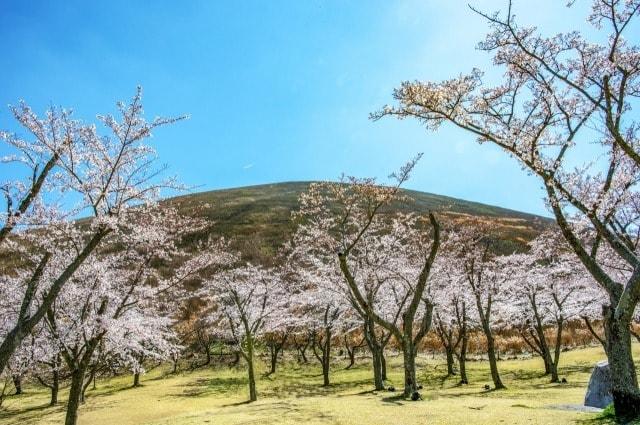 【桜・見ごろ】さくらの里