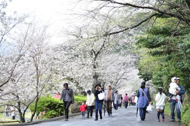 第40回黄金崎さくらまつり