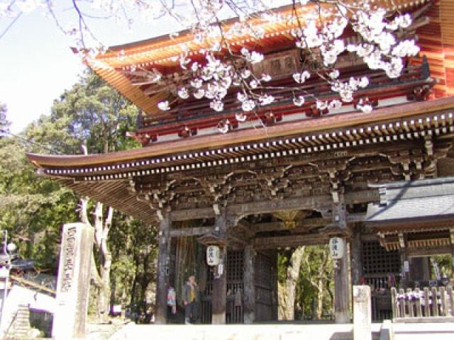 【桜・見ごろ】谷汲山　華厳寺　門前の桜