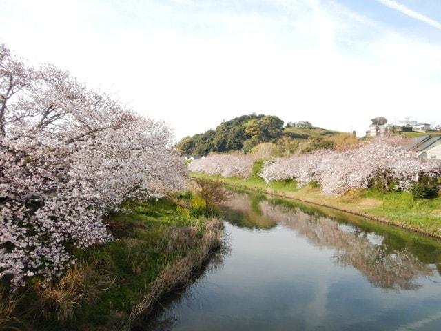 【桜・見ごろ】勝間田川堤