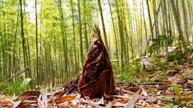 南伊豆町　竹の子狩り