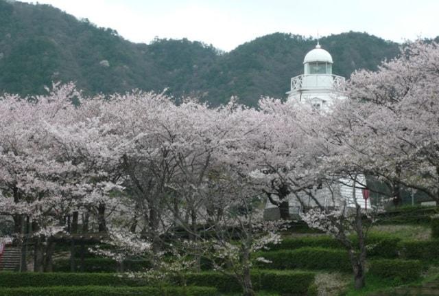 【桜・見ごろ】境台場公園