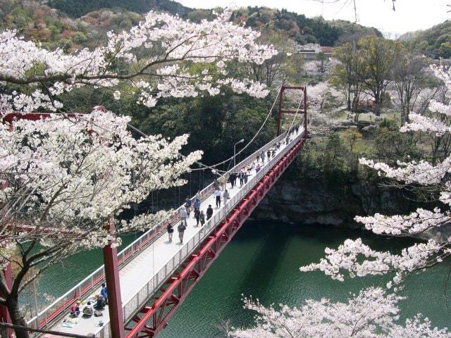 【桜・見ごろ】桜淵公園