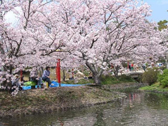 【桜・見ごろ】小城公園