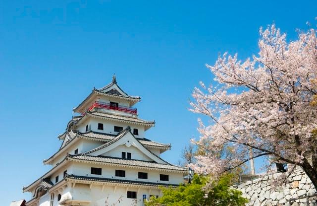 【桜・見ごろ】唐津城（舞鶴公園）