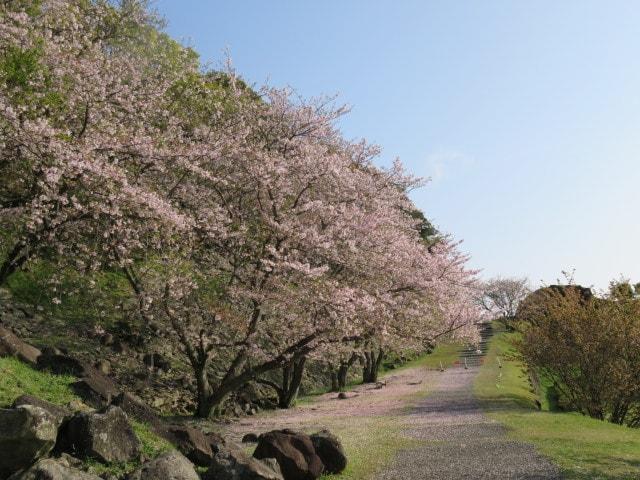 【桜・見ごろ】名護屋城跡