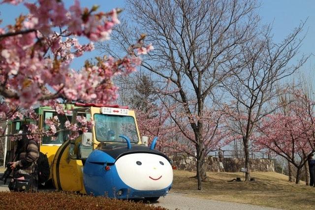 淡路島国営明石海峡公園　夢ハッチ号で河津桜咲く春一番の丘へ