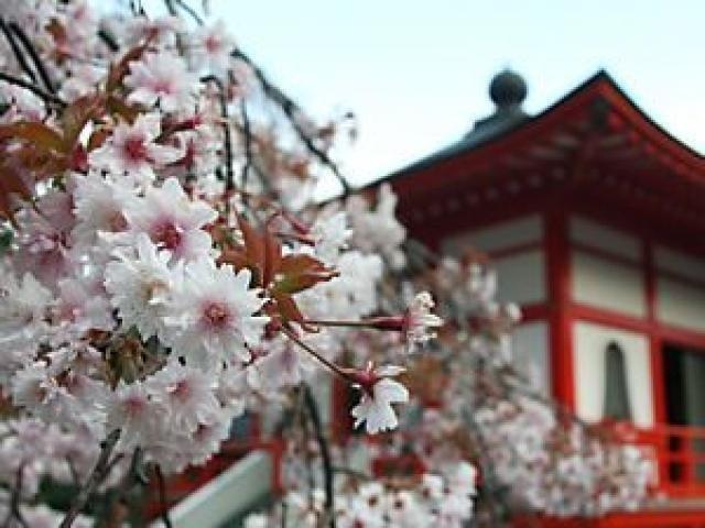 【桜・見ごろ】正福寺