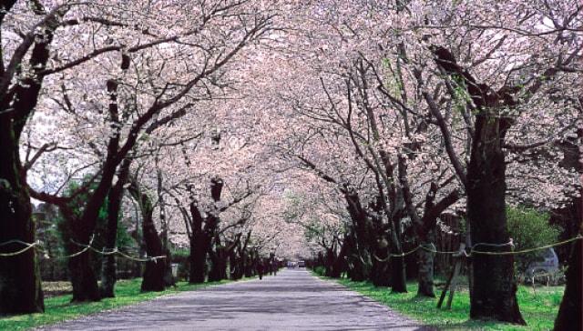 【桜・見ごろ】母智丘公園