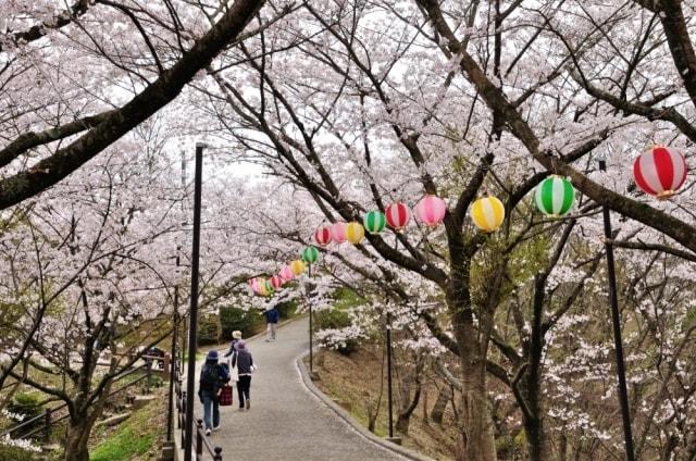 【桜・見ごろ】大将陣公園